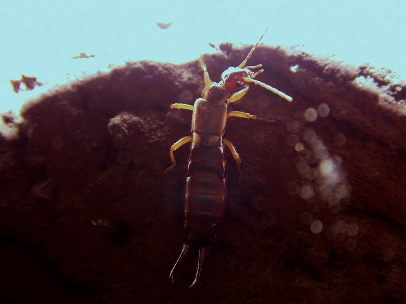 Forficula auricularia da Arluno